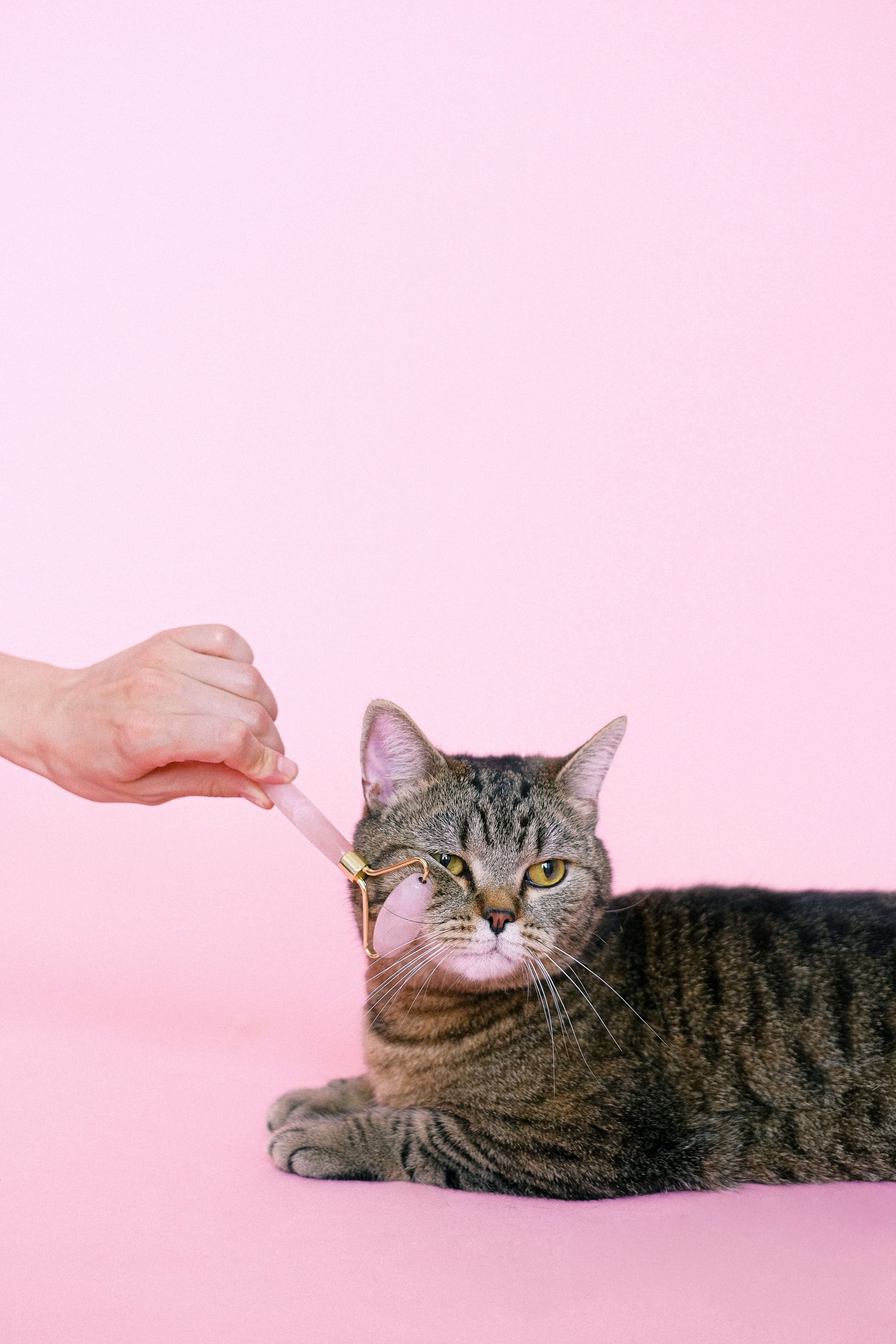 cat face roller - pet sitting services